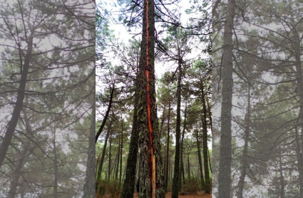 El rayo caído en este árbol ha ocasionado un incendio forestal en Robledillo de Gata