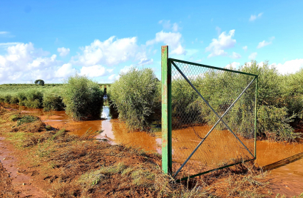 Olivar inundado en Guadajira