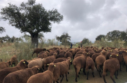 Ovejas pastoreadas en la Cañada Real