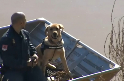 Perro de rastreo adiestrado por la Policía Nacional, participando en la búsqueda en el Guadiana