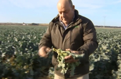 Manuel Gómez, agricultor productor de brócoli