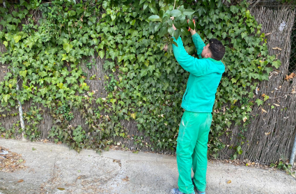 Un trabajador, podando en Marina Isla de Valdecañas