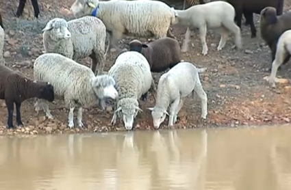 ovejas bebiendo de una charca