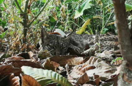 Selva, lince visto en Esparragosa de Lares