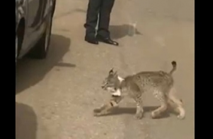 Lince en Esparragosa de Lares