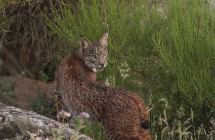 Uno de los linces que han paseado por Proserpina