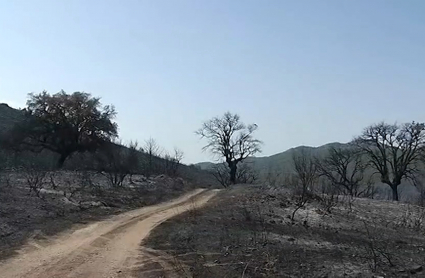 Paisaje tras un incendio