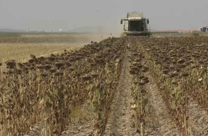 Campaña del girasol en Extremadura