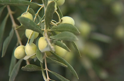 Vuelve la recogida de la aceituna