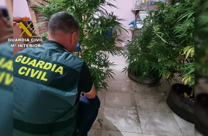 Plantas marihuana Guardia Civil