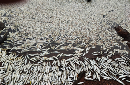 Peces muertos en el embalse Peña del Águila