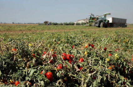 Finca con tomateras