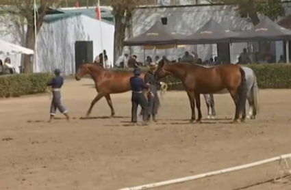 Caballos de pura raza en Zafra