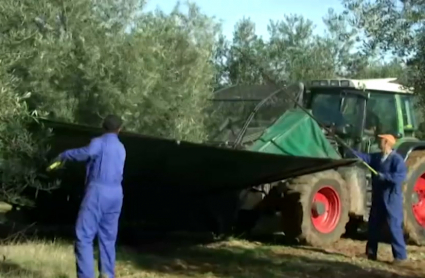 Vareo. Aceituna. Olivar. Olivos