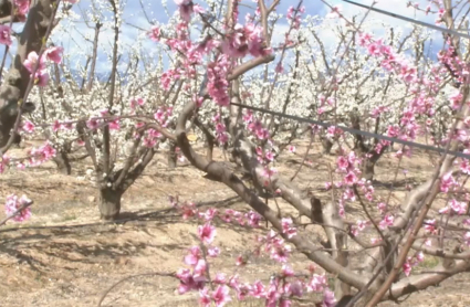 Frutales en flor