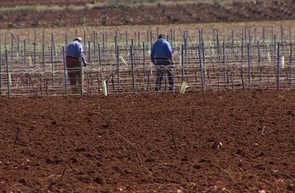 Varios agricultores trabajando en sus viñedos