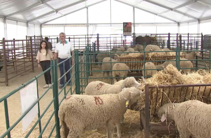 Feria Agroganadera de Puebla de Alcocer