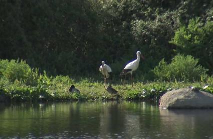 Malpartida de Cáceres rinde tributo a las aves de nuestros cielos