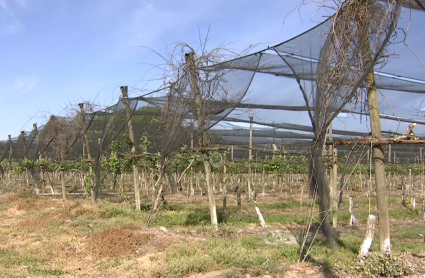 Plantación de kiwis en Losar de la Vera