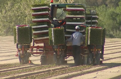 Las plantaciones de tomate ya han comenzado