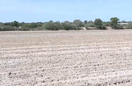 Parcela destinada al cultivo de cáñamo