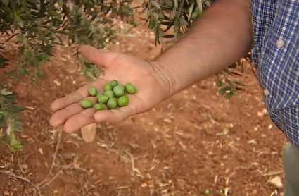 Aceitunas en Tierra de Barros