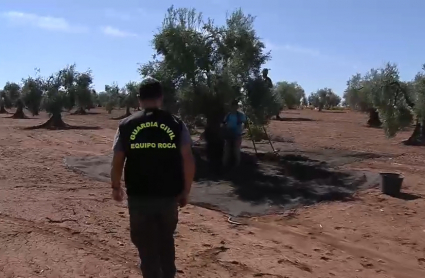 Vigilancia en la campaña de la aceituna