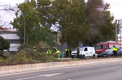 Caída de un árbol en Mérida