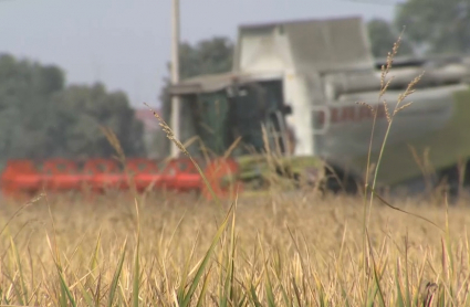 campaña del arroz