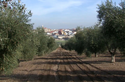 Campaña del aceite de oliva