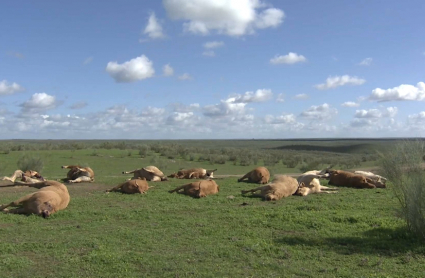 Vacas muertas en Brozas