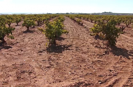 Tierra de Barros