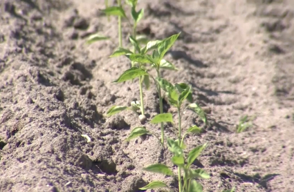 Cultivo del tabaco en el norte de Cáceres