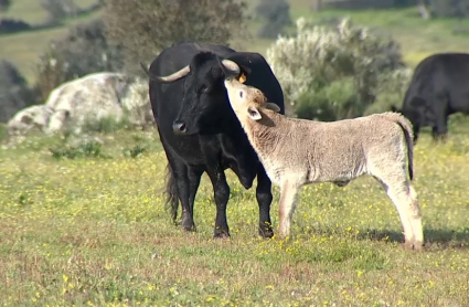 ¿Carne artificial o de animal?