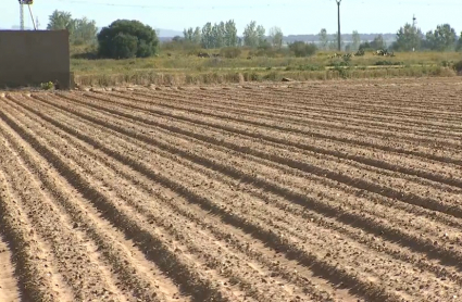 Campaña de tomate en Extremadura