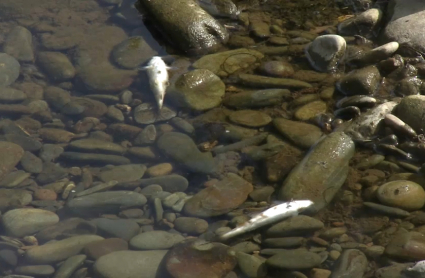 Peces muertos en Las Hurdes