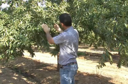 Cultivo de la almendra en Extremadura